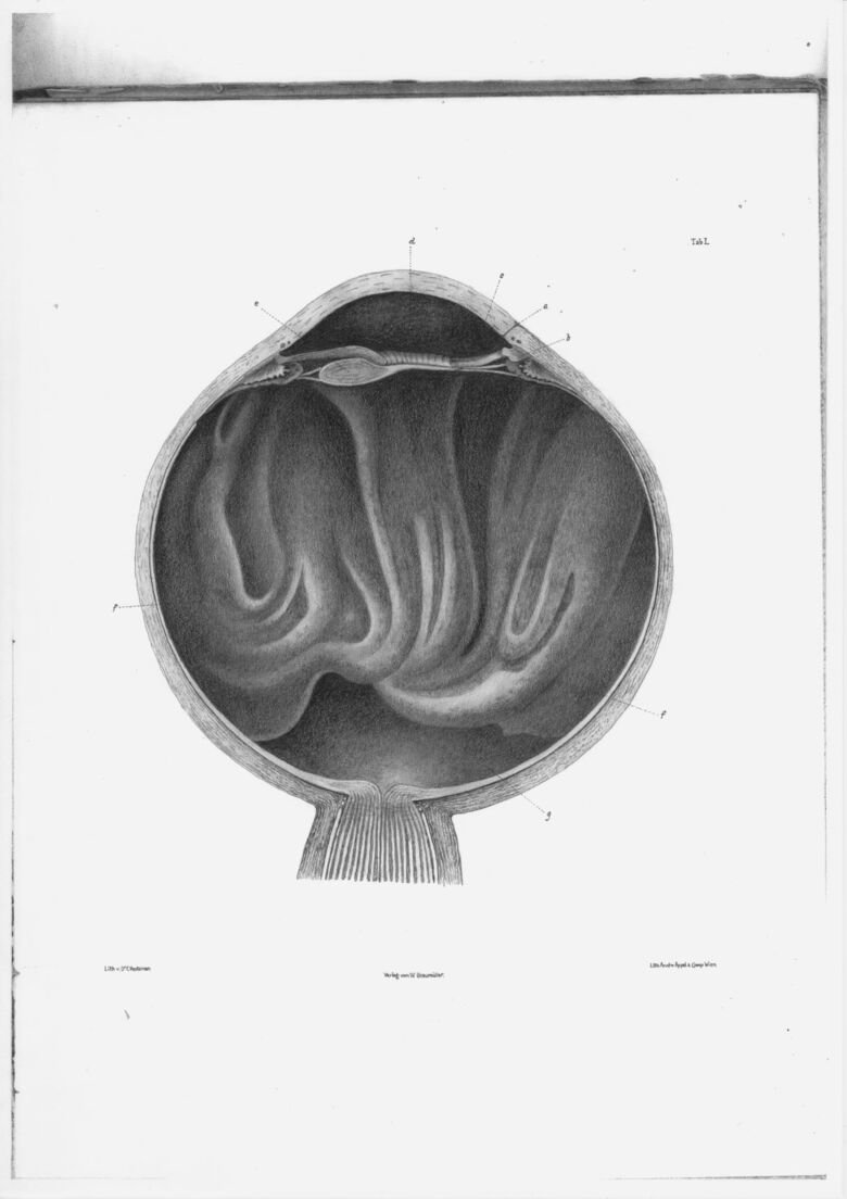 Jenny Åkerlund. Vitreous Bodies (index), no.2, 2018