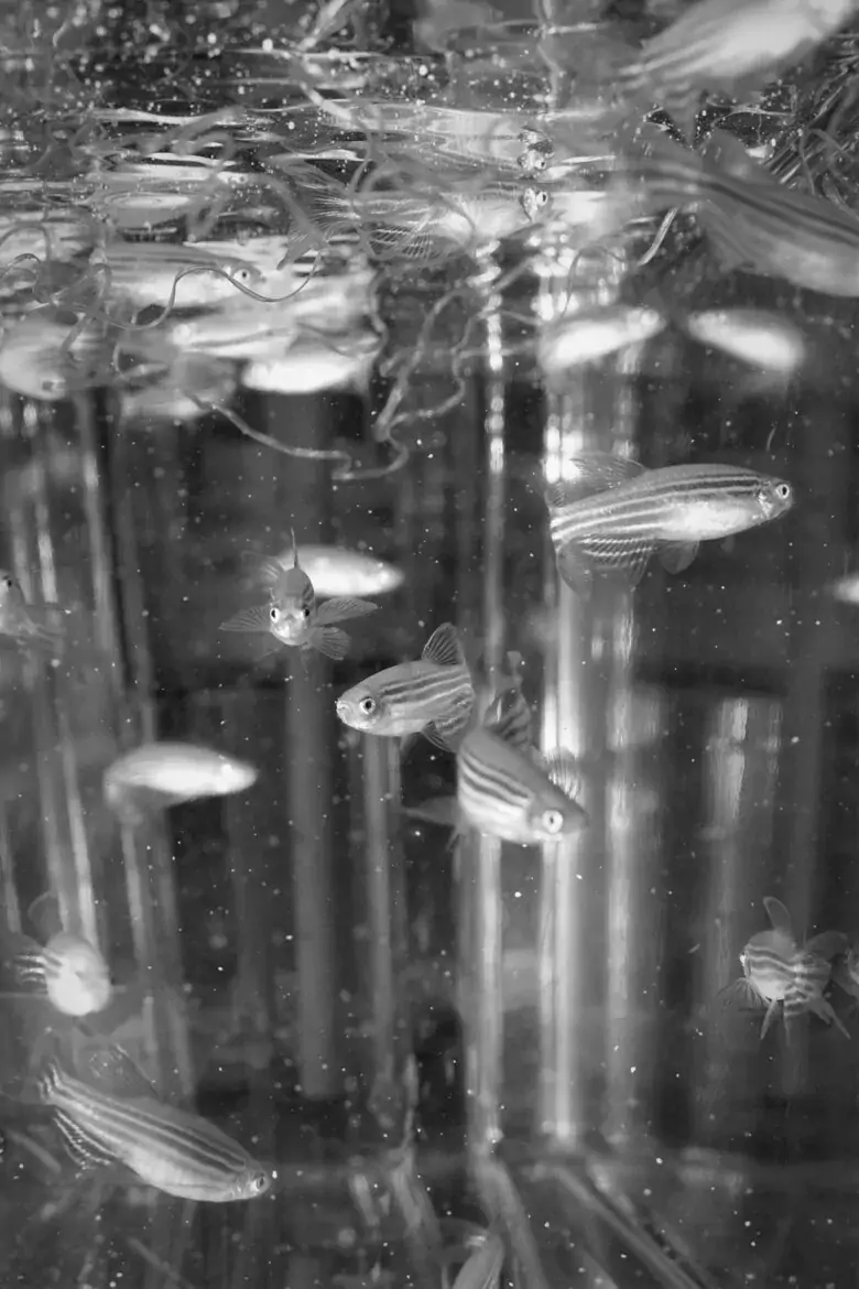 Zebrafish