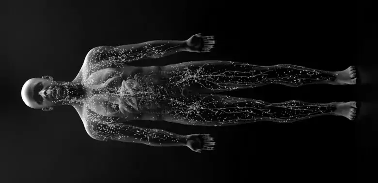 Illustration of a human body.