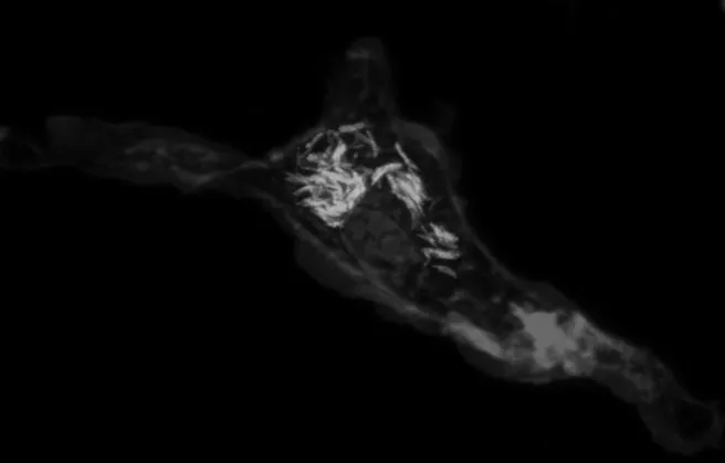 MTC banner division page