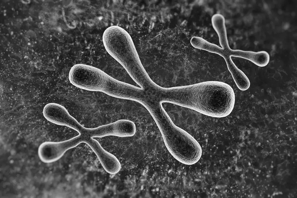 Illustration of a telomere at the end of a chromosome