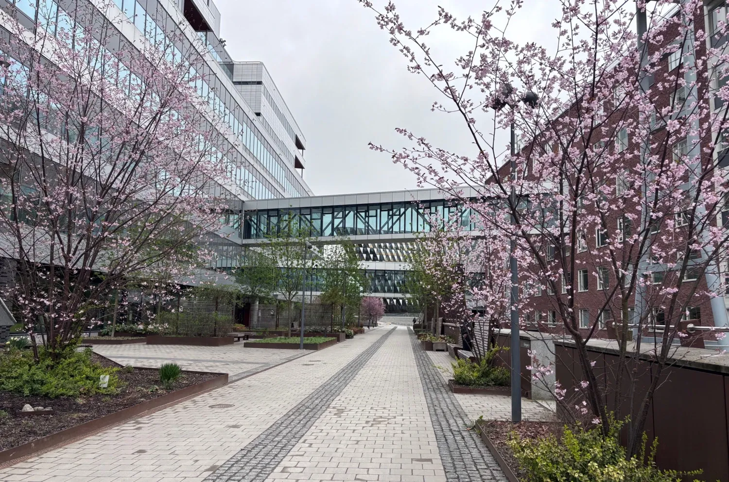 Street with hospital buildings and cherry blossoms
