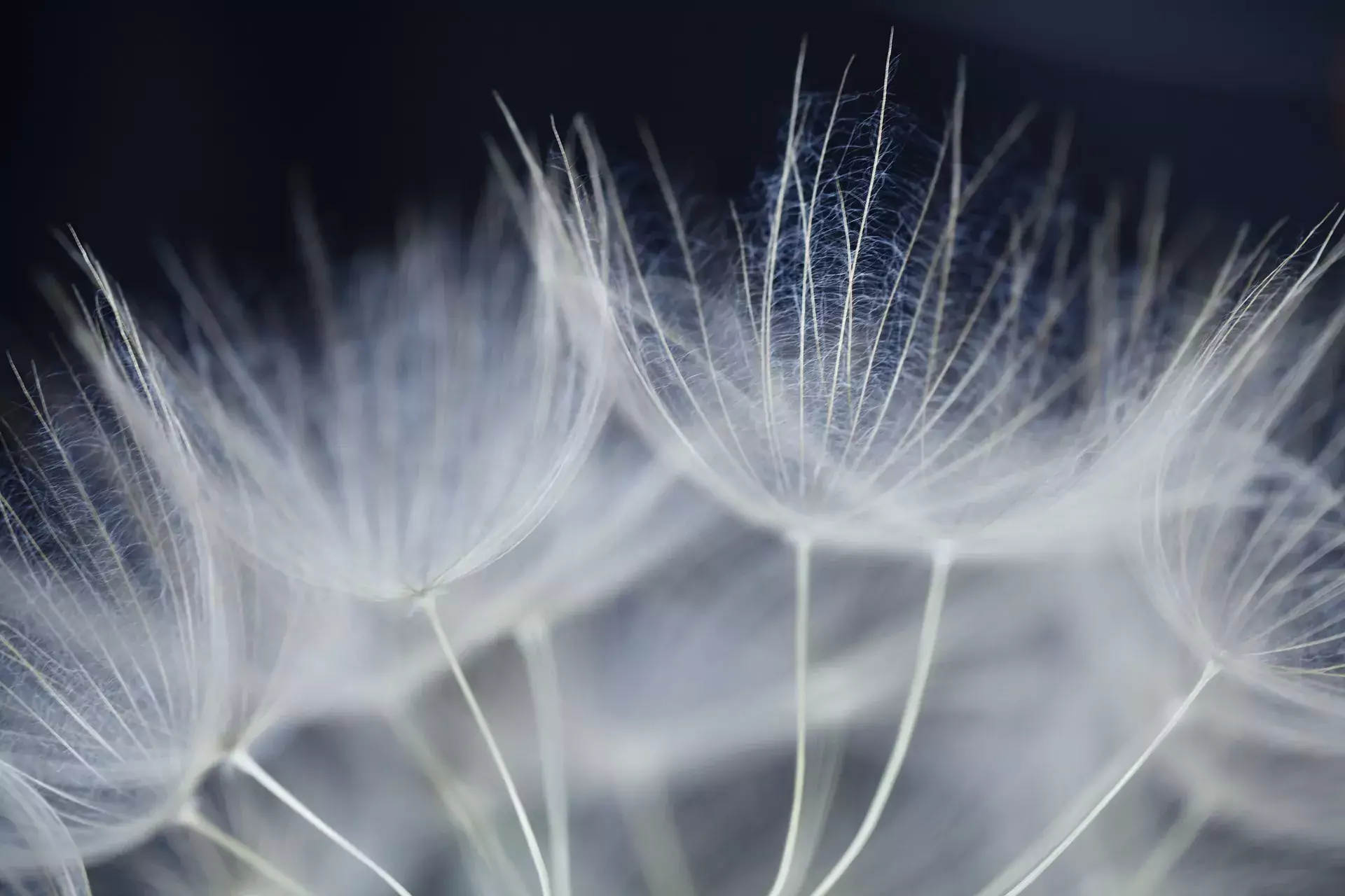 Dandelion seeds