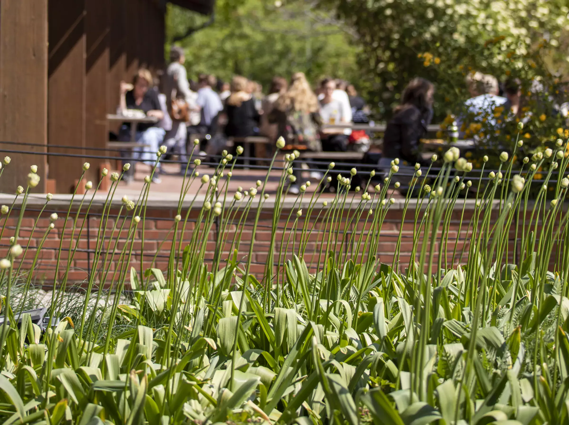 Budding flowers with people on an outdoor terrace in the background.