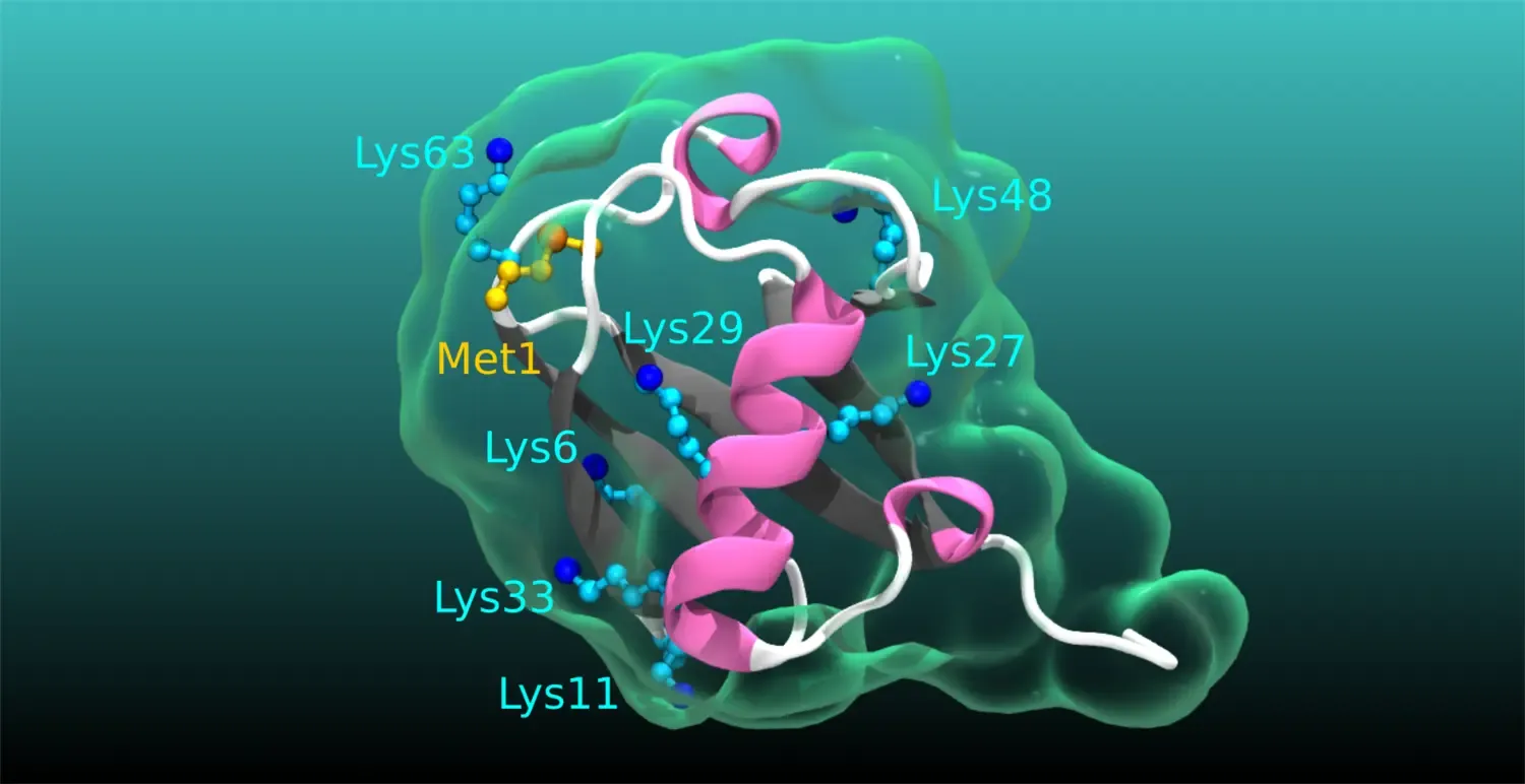 Structural representation of ubiquitin, highlighting secondary structures and the residues of Lysine and Methionine (blue and yellow balls and sticks, respectively) that are used to form up to eight structurally different polyubiquitin chains; each with p
