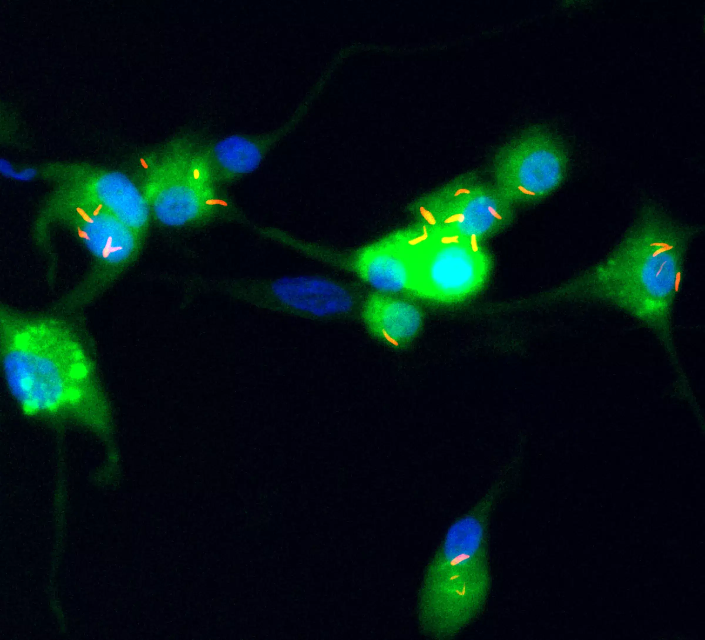 Lab picture Tony Rotfuchs