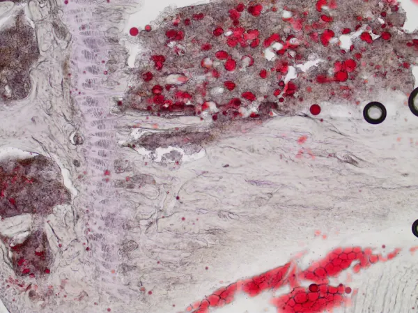 mouse bone, 20x magnification.