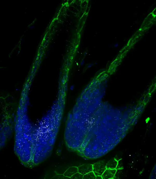 Multiplex RNAscope on anagen mouse skin (whole mount).