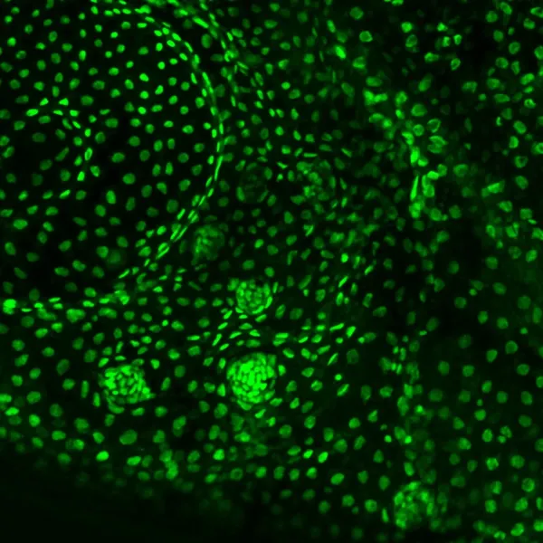 Image created with microscopes in BIC.