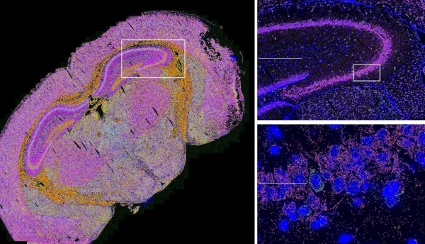 Image created with BIC microscopes.