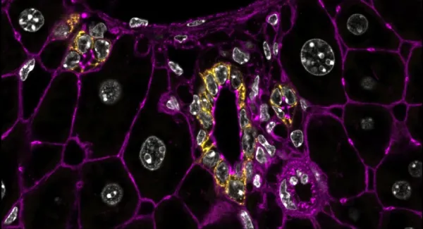 Image created with BIC microscopes.