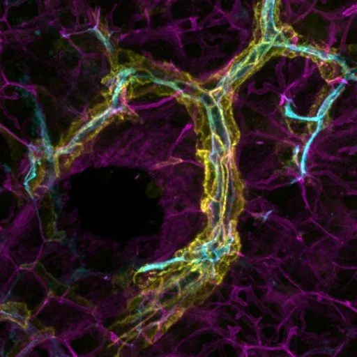 Image created with BIC microscopes.