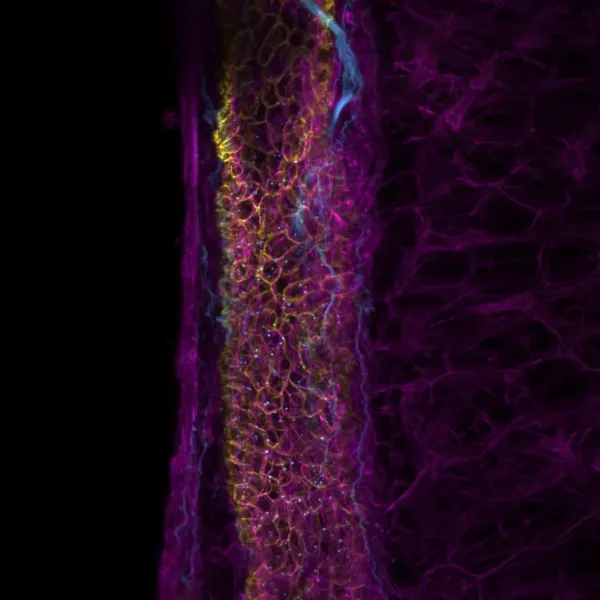 Image created with BIC microscope.