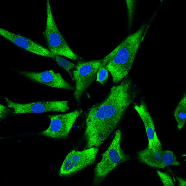 Image created with BIC microscope.