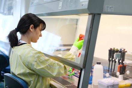 Researcher pipetting red liquid in a LAF bench