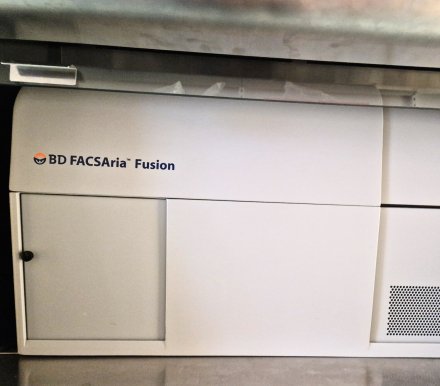 Sorter BD FACS Aria Fusion in MedH Flow Cytometry Core Facility.