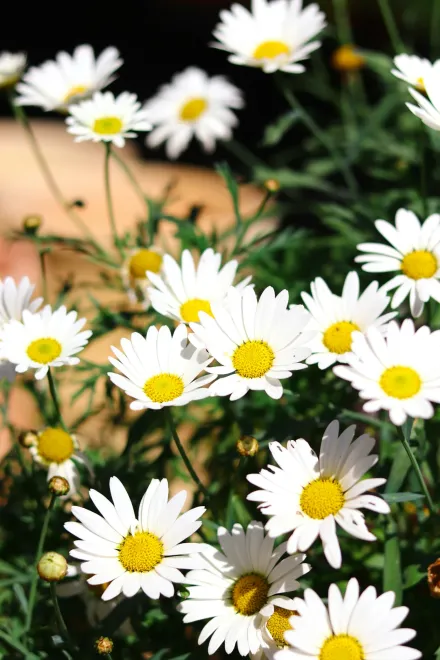 White flowers on a meadow.